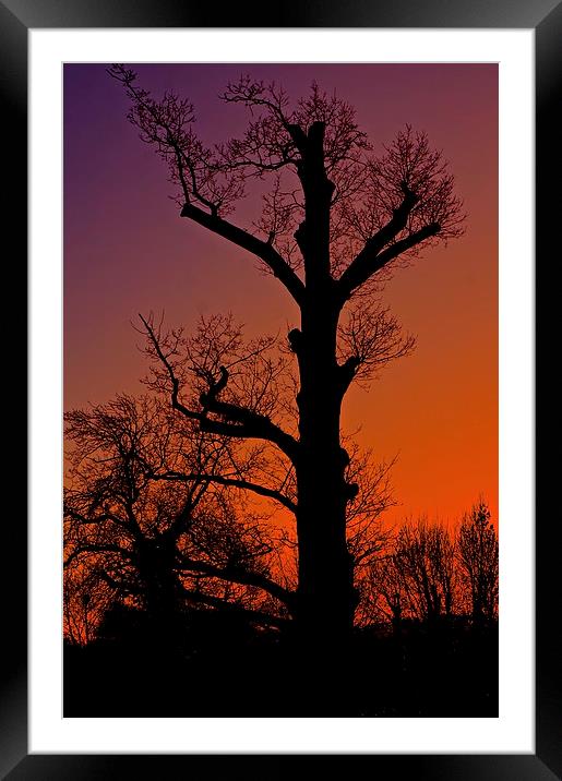    Winter sunset tree silhouette                   Framed Mounted Print by Sue Bottomley