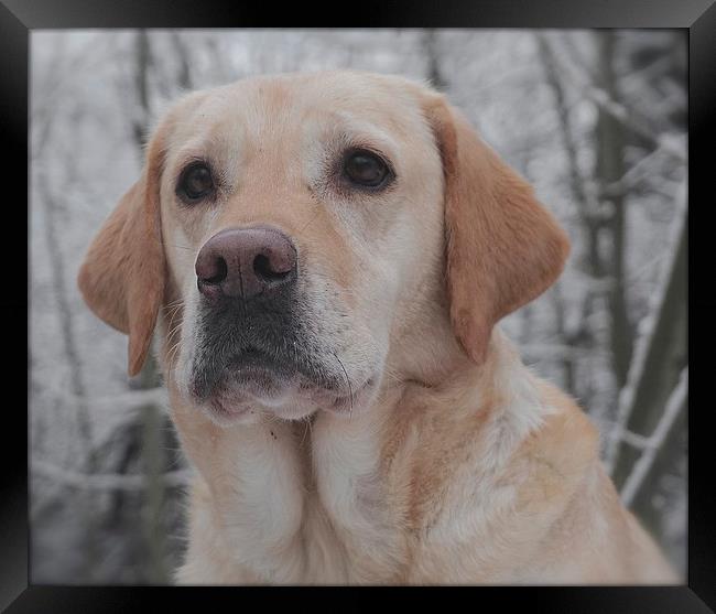 The face of a Golden Labrador Dog                  Framed Print by Sue Bottomley