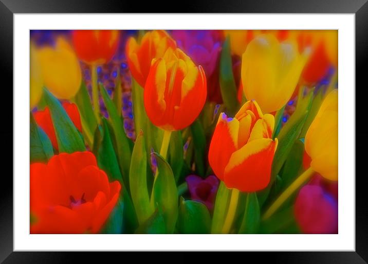 The meaning of Tulips                              Framed Mounted Print by Sue Bottomley
