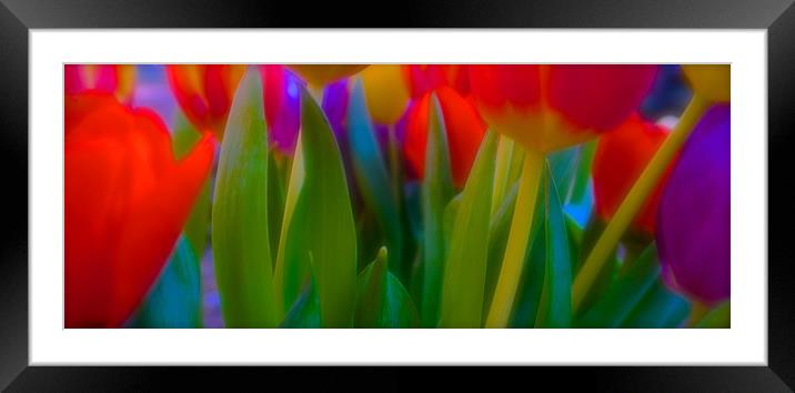  The meaning of Tulips                             Framed Mounted Print by Sue Bottomley