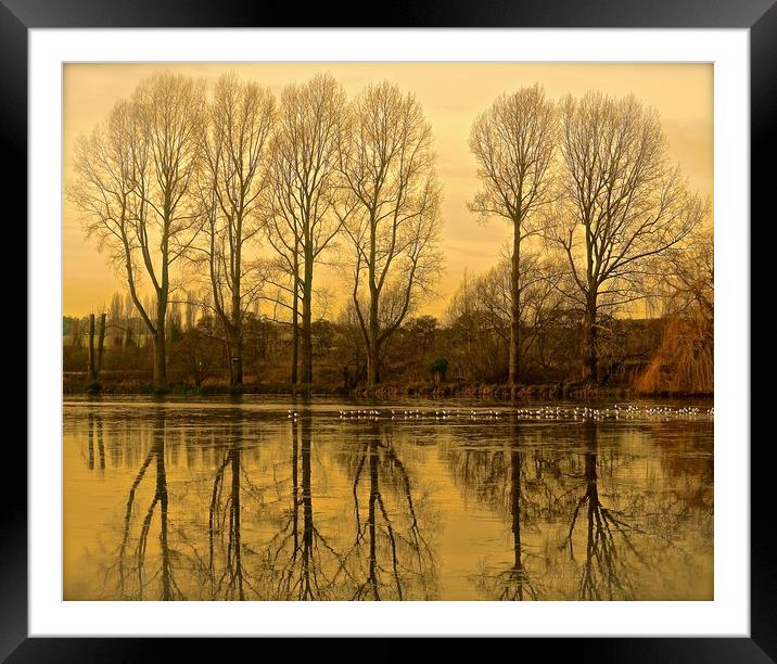  Trees reflection across the lake                  Framed Mounted Print by Sue Bottomley