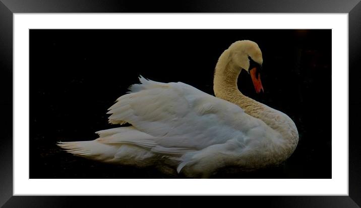 Elegant Swan                                Framed Mounted Print by Sue Bottomley