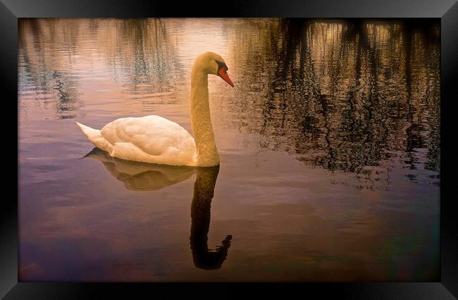 One Swan, sunset on water                          Framed Print by Sue Bottomley