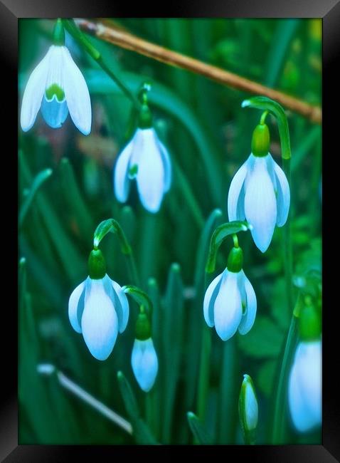 Snowdrops                                Framed Print by Sue Bottomley