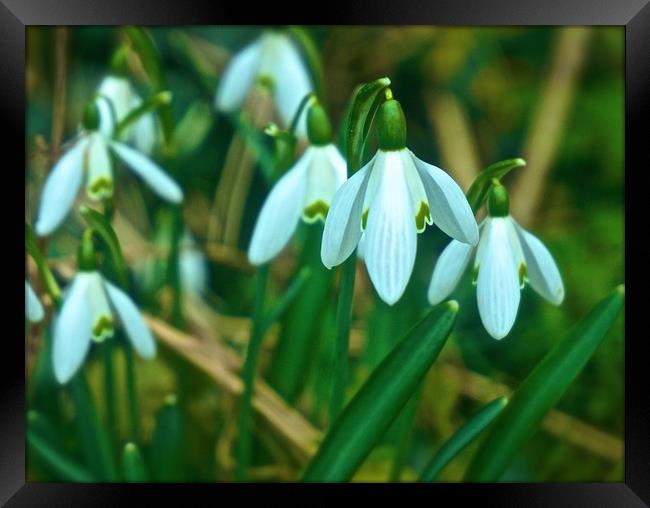 Woodland Snowdrop Flowers                          Framed Print by Sue Bottomley