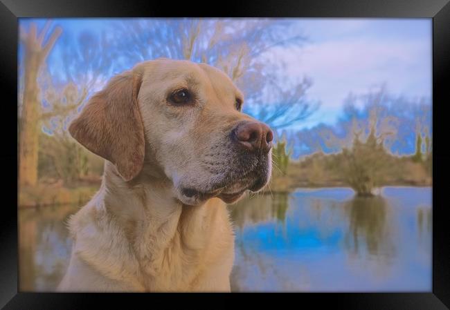 Beautiful Golden Labrador Dog                      Framed Print by Sue Bottomley