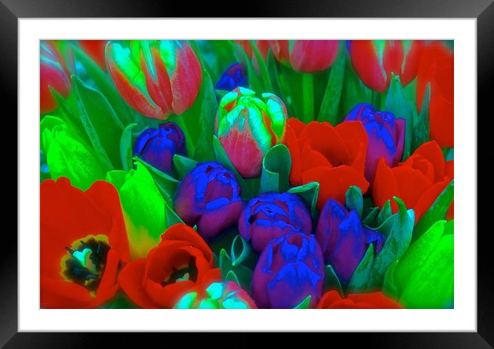 Bunch of Tulips                                Framed Mounted Print by Sue Bottomley
