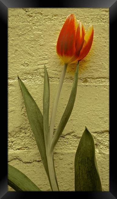 Tulip Flower against the wall                      Framed Print by Sue Bottomley