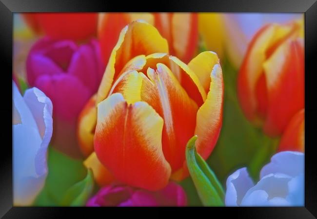  Tulip Flowers                               Framed Print by Sue Bottomley