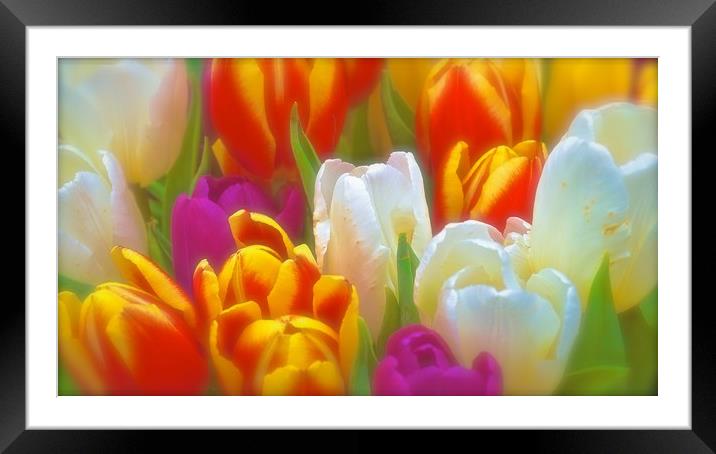 Bunch of soft tone Tulip Flowers                   Framed Mounted Print by Sue Bottomley