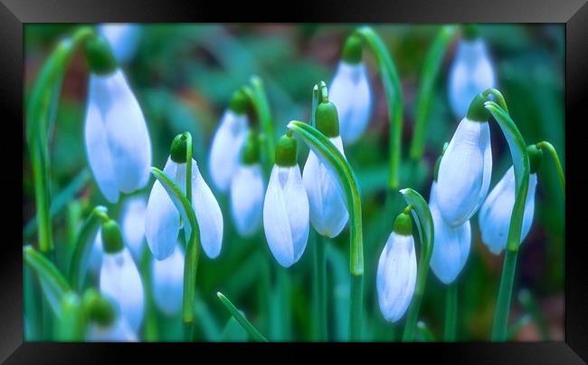 Snowdrops Spring is round the corner               Framed Print by Sue Bottomley