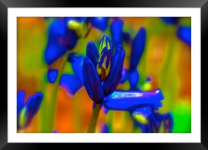 Retro Bluebell Flower                              Framed Mounted Print by Sue Bottomley