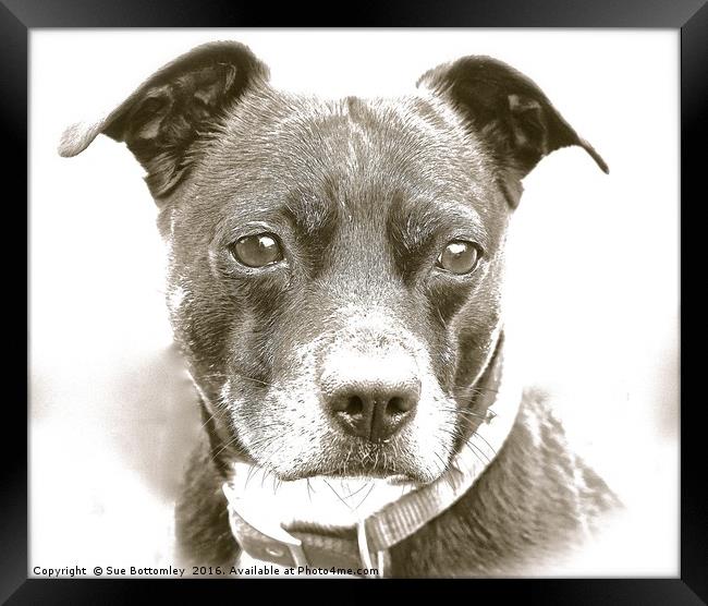 Whippet Staffy Cross Dog                           Framed Print by Sue Bottomley