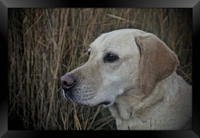Six Year Old Golden Labrador                       Framed Print by Sue Bottomley