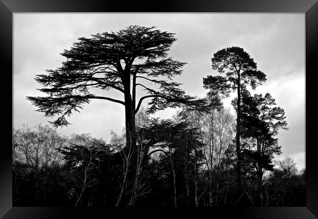 B&W Photograph Tree's                              Framed Print by Sue Bottomley
