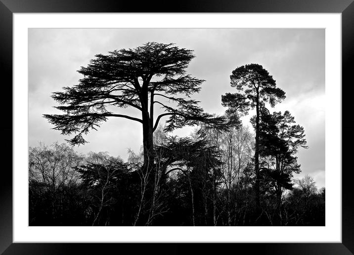 B&W Photograph Tree's                              Framed Mounted Print by Sue Bottomley
