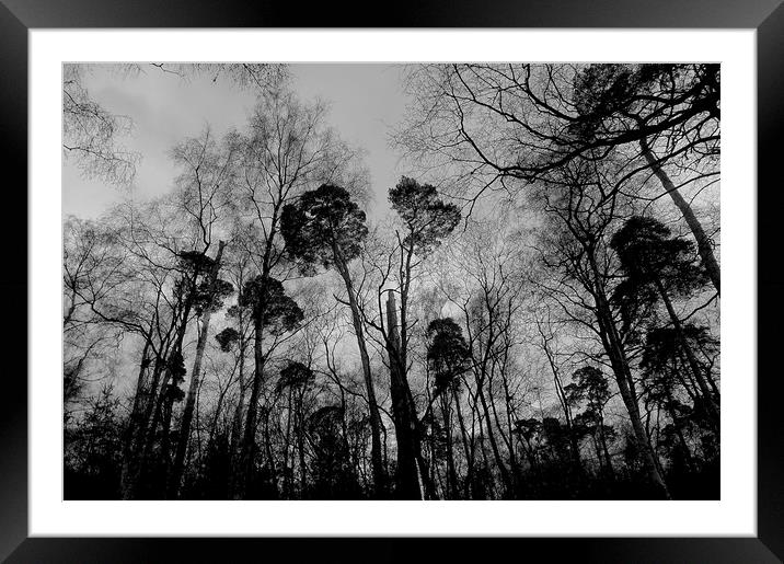 Tree's in the woods                                Framed Mounted Print by Sue Bottomley