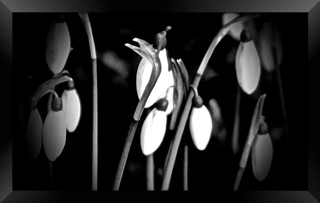 Snow drops coming out of the shadows               Framed Print by Sue Bottomley