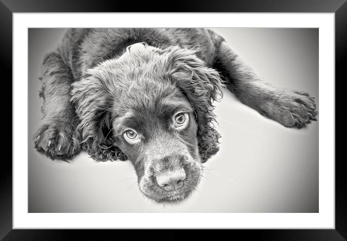 English Cocker Spaniel 15 week old puppy           Framed Mounted Print by Sue Bottomley