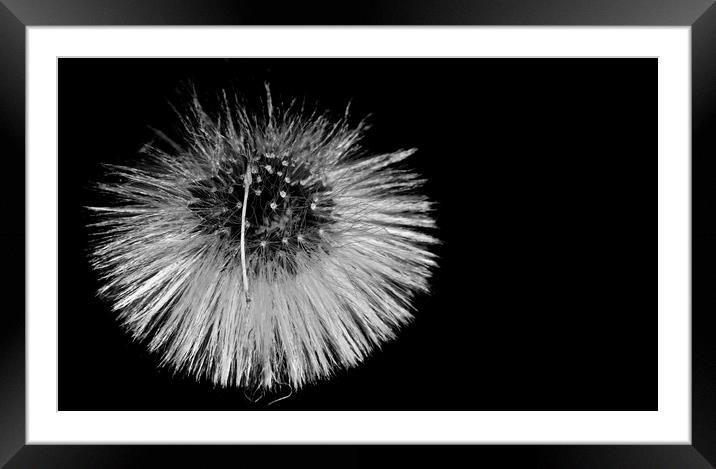   Fairy Dandelion Flower                           Framed Mounted Print by Sue Bottomley