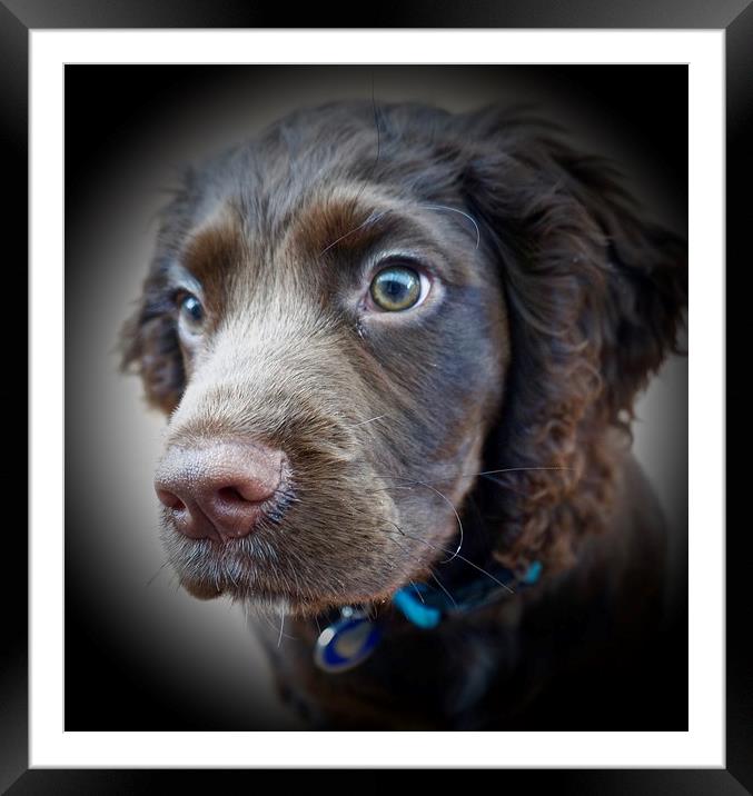  English Cocker Spaniel puppy 12 weeks old        Framed Mounted Print by Sue Bottomley