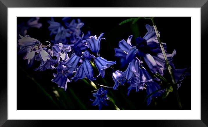 Bluebells in the sunlight                          Framed Mounted Print by Sue Bottomley