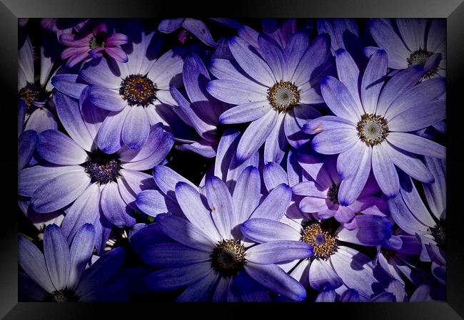 Bold purple flowers                                Framed Print by Sue Bottomley