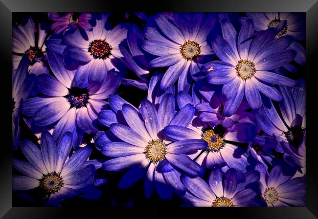 Wild Bold Purple Flora                             Framed Print by Sue Bottomley