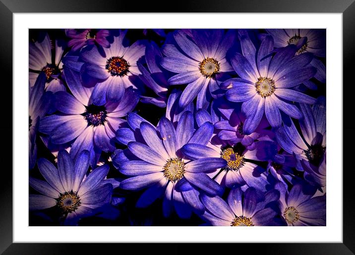 Wild Bold Purple Flora                             Framed Mounted Print by Sue Bottomley