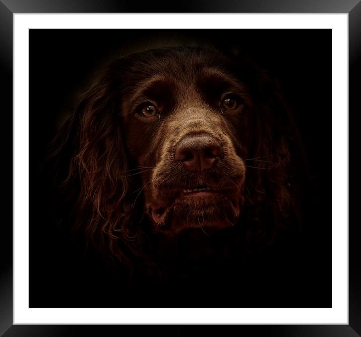 English Cocker Spaniel out of the shadows          Framed Mounted Print by Sue Bottomley