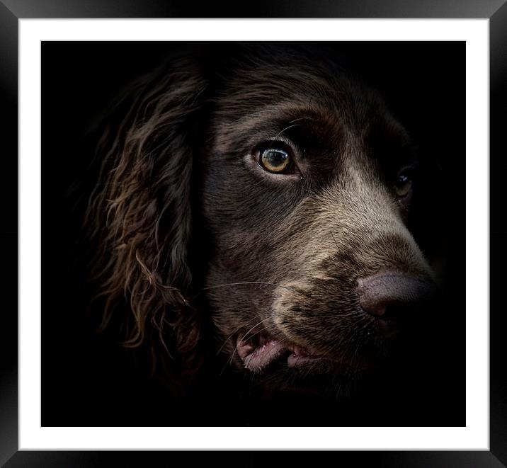 The face of seven month old English Cocker Spaniel Framed Mounted Print by Sue Bottomley