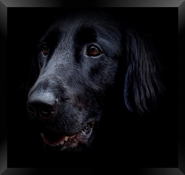 Face of a Black Flat-Coat Retriever Dog            Framed Print by Sue Bottomley