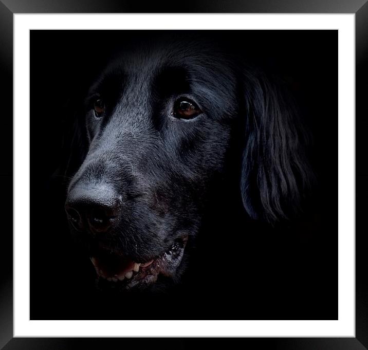 Face of a Black Flat-Coat Retriever Dog            Framed Mounted Print by Sue Bottomley