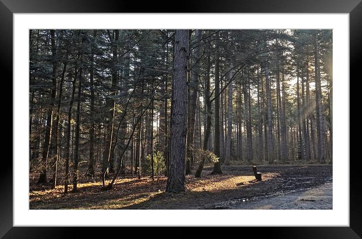 Sunrise in the woods                               Framed Mounted Print by Sue Bottomley