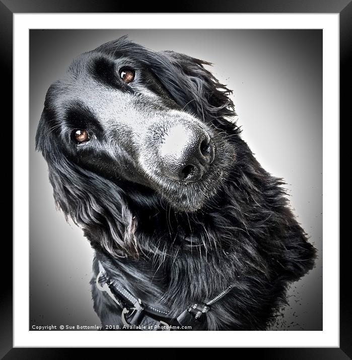 Flat-Coated Retriever Framed Mounted Print by Sue Bottomley