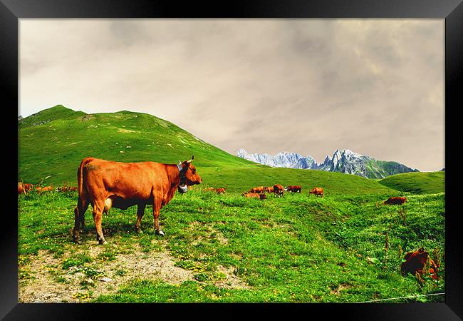 Cowbells in the Mountains Framed Print by Andy White