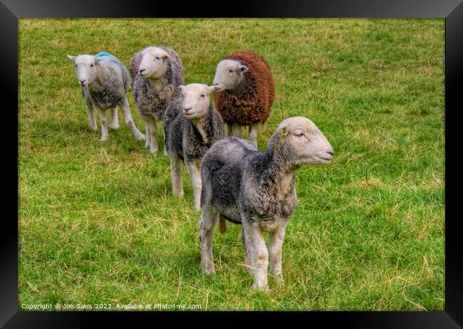 Lakeland Sheep Framed Print by Jon Saiss