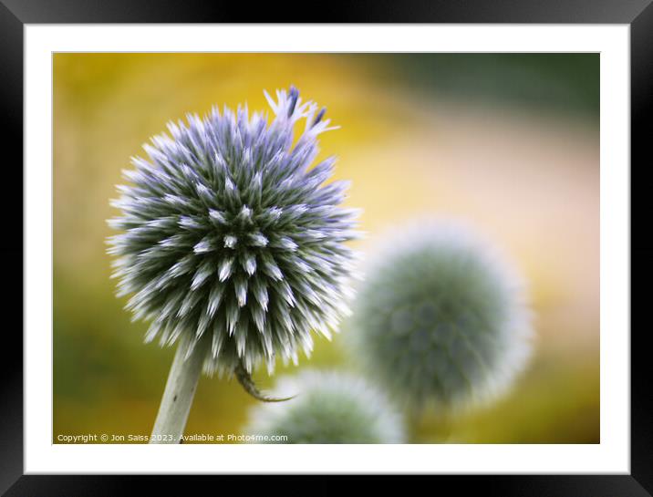 Globe Artichoke Framed Mounted Print by Jon Saiss