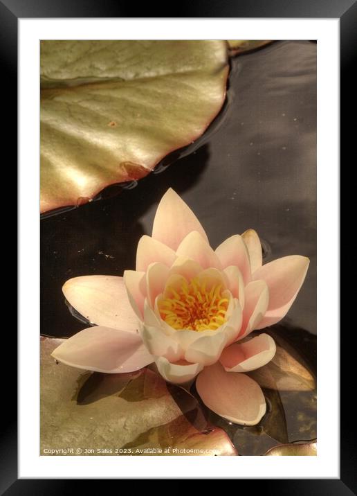 Water Lily Framed Mounted Print by Jon Saiss