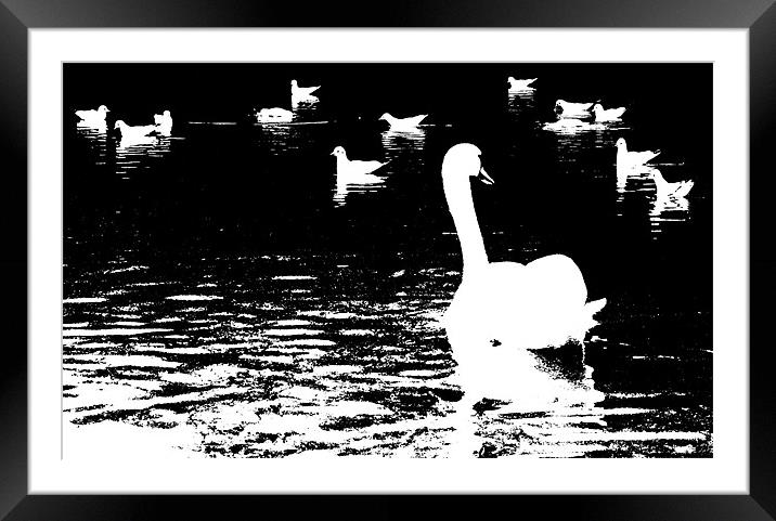 The Swan Framed Mounted Print by Stephen Vickery