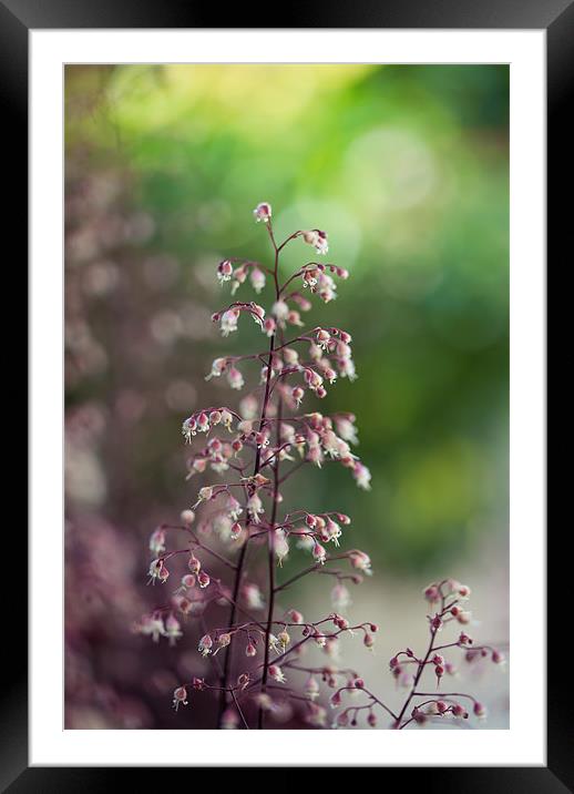 Dreamy Plant Framed Mounted Print by Junwei Chu