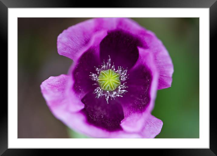 Poppy Framed Mounted Print by Junwei Chu