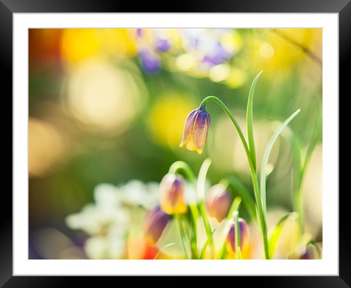 Spring has arrived! Framed Mounted Print by Junwei Chu