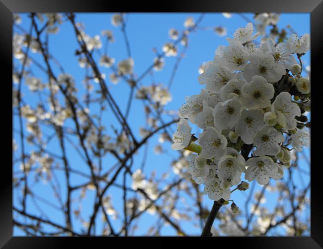 White cherry blossom Framed Print by James Woodward