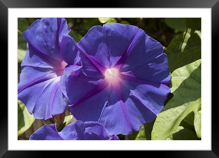 Purple morning glory Framed Mounted Print by James Woodward