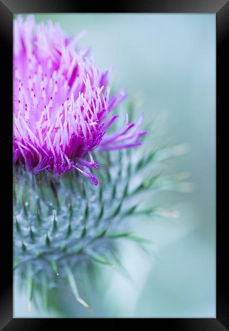 Thistle Framed Print by Ben Shirley