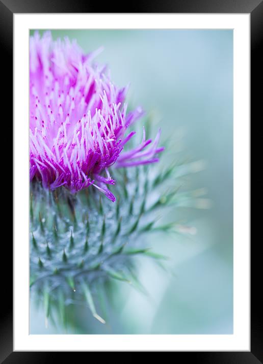 Thistle Framed Mounted Print by Ben Shirley
