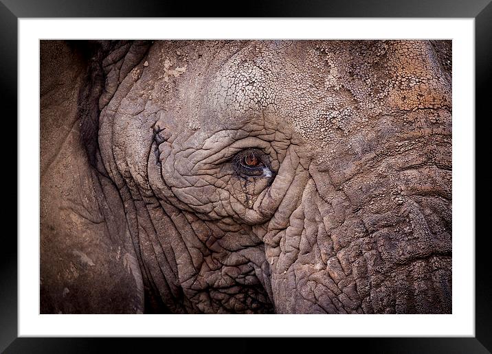 Eye of the Elephant Framed Mounted Print by Ben Shirley