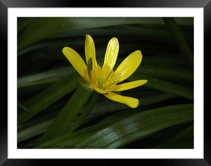 Beautiful Buttercup Framed Mounted Print by Mandie Jarvis