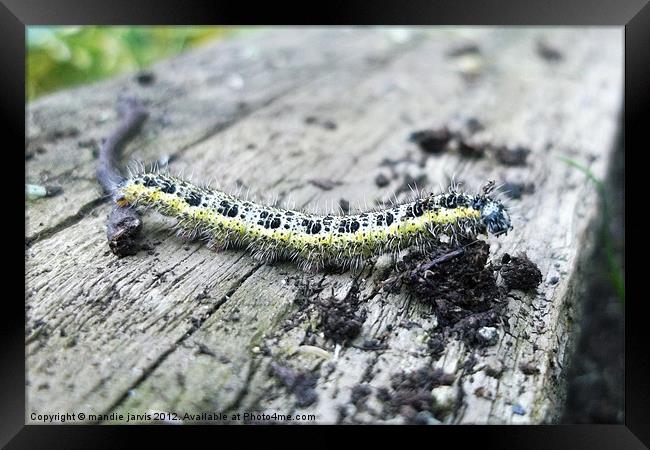 Caterpillar Crawling Framed Print by Mandie Jarvis